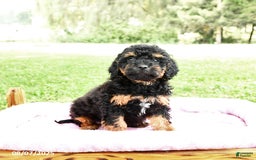 Miniature Poodle dogs for sale: Emma - Image 5