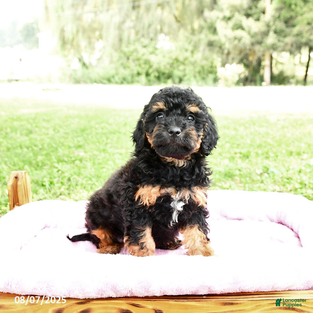 Miniature Poodle dogs for sale: Emma - Image 5