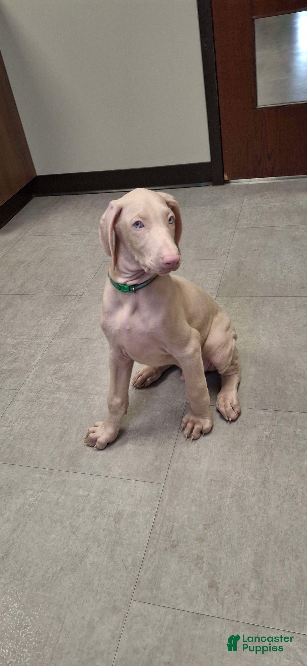 Doberman Pinscher dogs for sale: Attila - Image 2