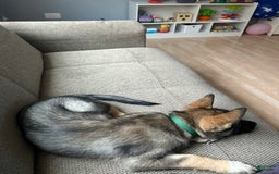 Gerberian Shepsky dogs for sale: Turbo - Image 5