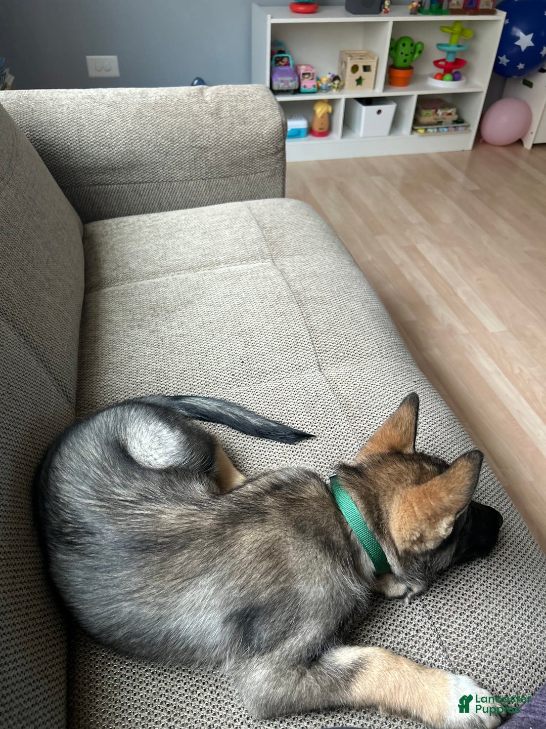 Gerberian Shepsky dogs for sale: Turbo - Image 5