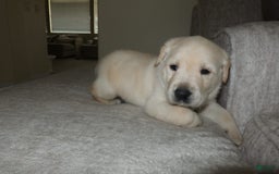 Labrador Retriever dogs for sale: Puppy - Image 1