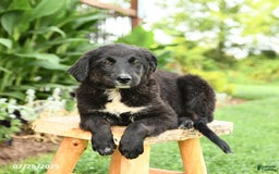Australian Shepherd dogs for sale: Brandy - Image 12