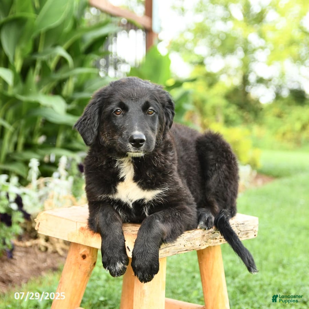 Australian Shepherd dogs for sale: Brandy - Image 12