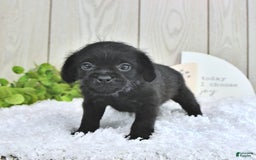 Miniature Poodle dogs for sale: Sarge - Image 5