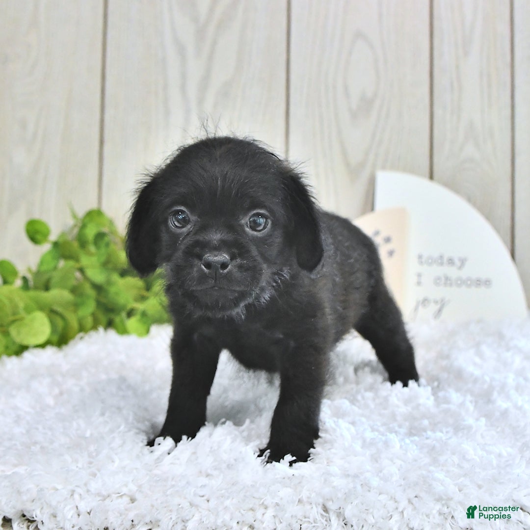 Miniature Poodle dogs for sale: Sarge - Image 5