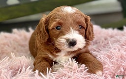 Cavapoo dogs for sale: Barbie - Image 6