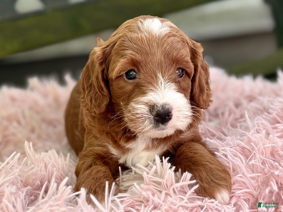 Cavapoo dogs for sale: Barbie - Image 6