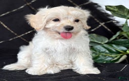 Maltese dogs for sale: EMMY LOU - Image 9