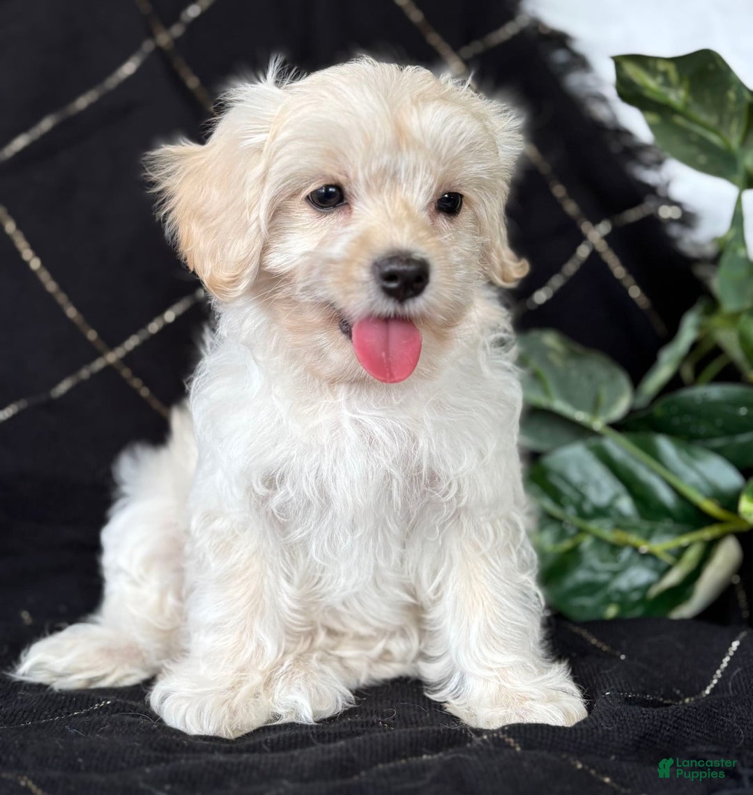 Maltese dogs for sale: EMMY LOU - Image 9