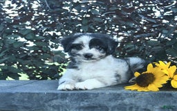Aussiedoodle dogs for sale: Shadow - Image 3