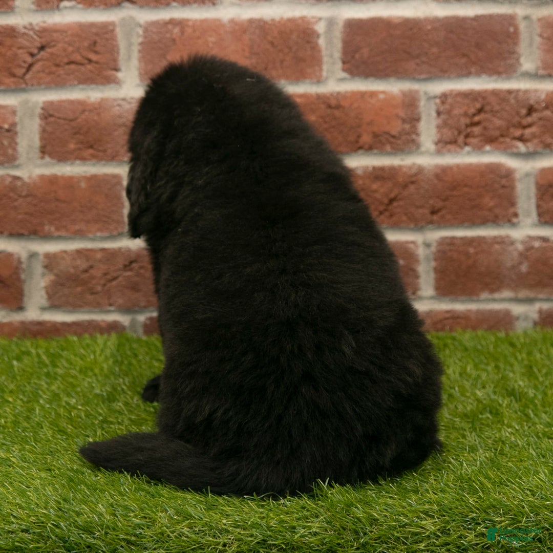 Newfoundland dogs for sale: Biscuit - Image 4