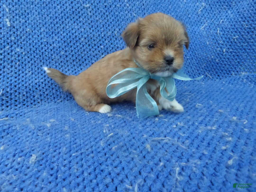 Morkie dogs for sale: Sammy - Image 1