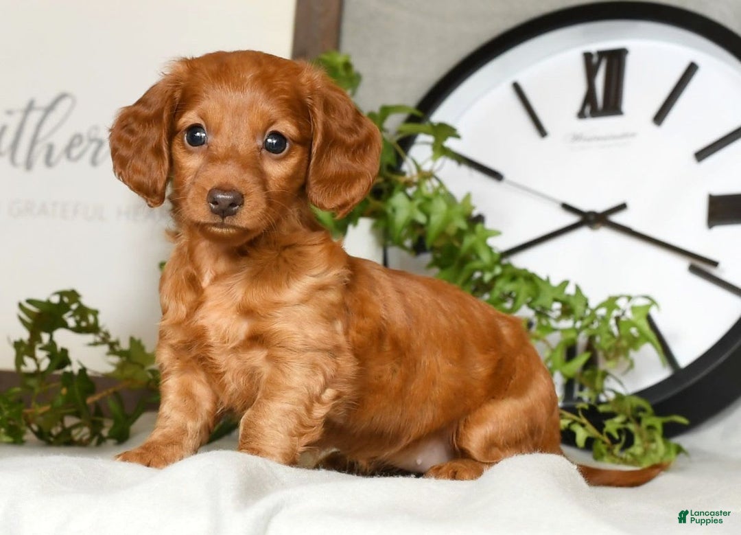Miniature Dachshund dogs for sale: Elsa - Image 4