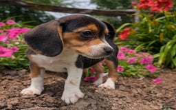 Beagle dogs for sale: Cream - Image 3