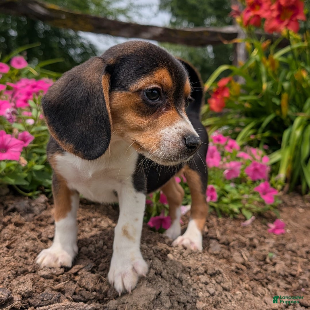 Beagle dogs for sale: Cream - Image 3