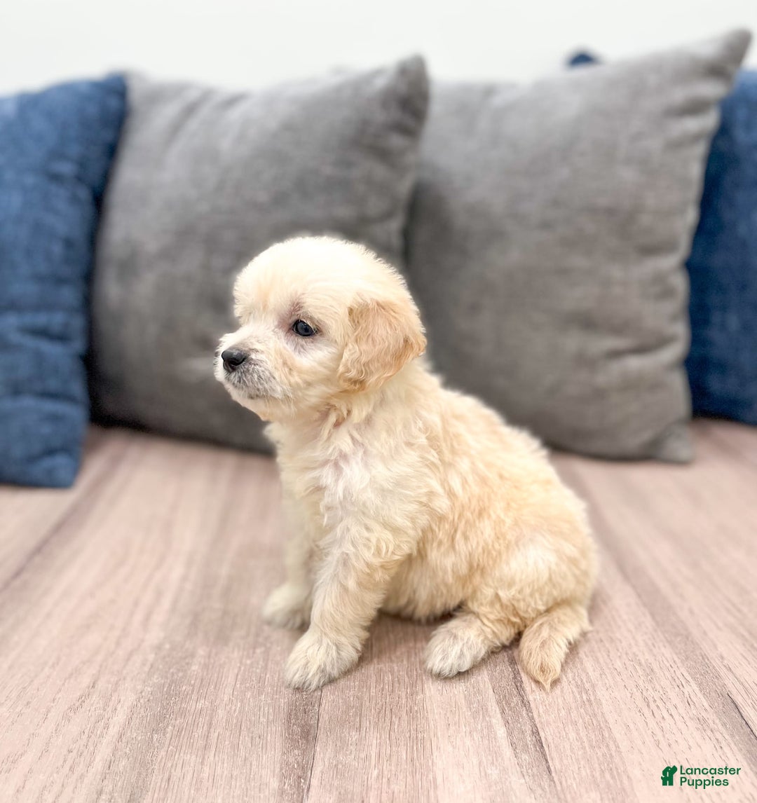 Mini Goldendoodle dogs for sale: Betty - Image 1