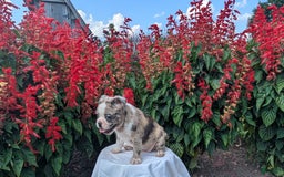 Frenchton dogs for sale: Nadia - Image 9