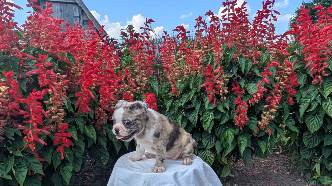 Frenchton dogs for sale: Nadia - Image 9