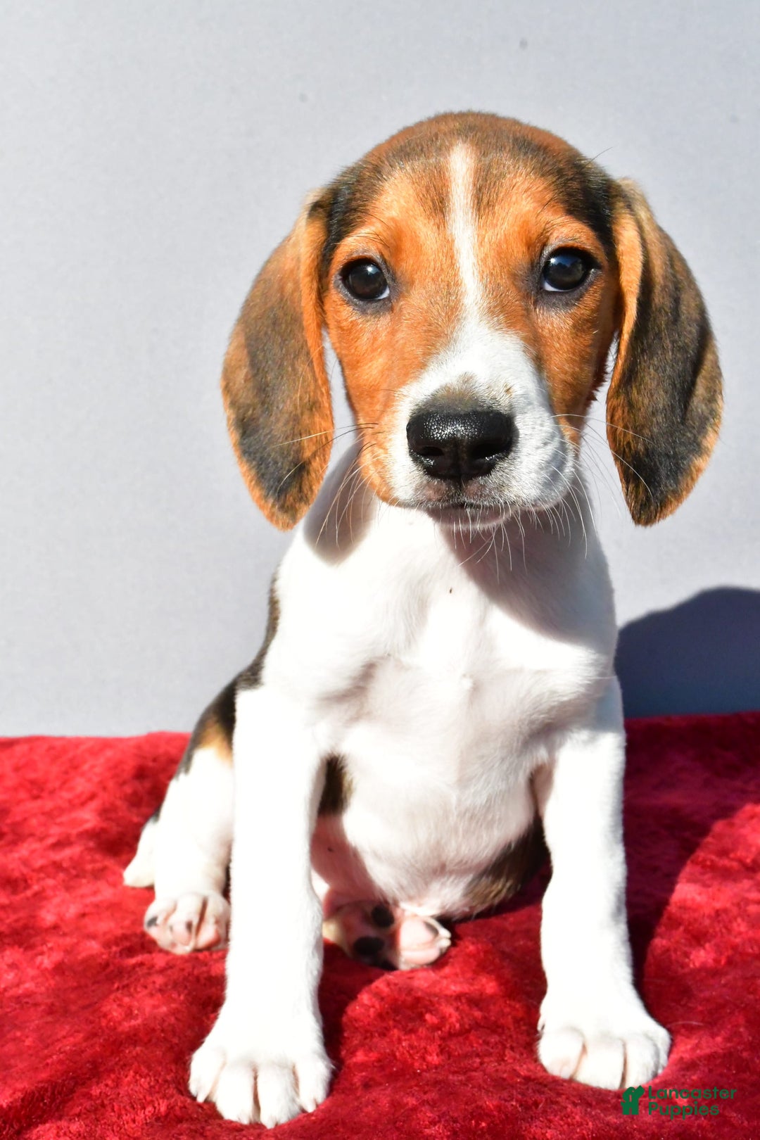 Beagle dogs for sale: Bo - Image 4