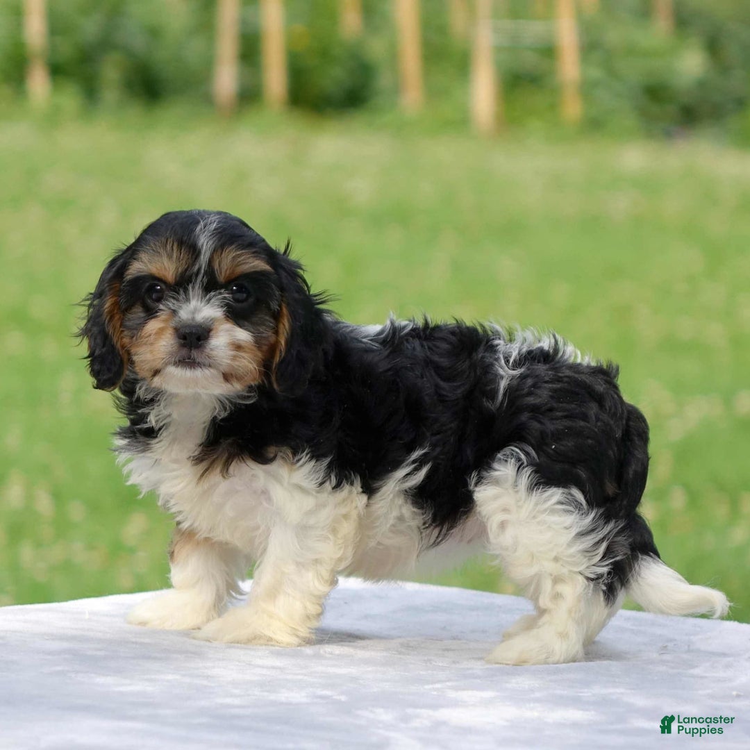Cavachon dogs for sale: Alexa - Image 2
