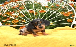 Miniature Dachshund dogs for sale: Wendy - Image 1