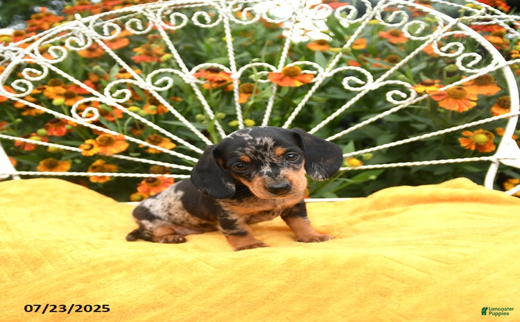 Miniature Dachshund dogs for sale - Ad 3