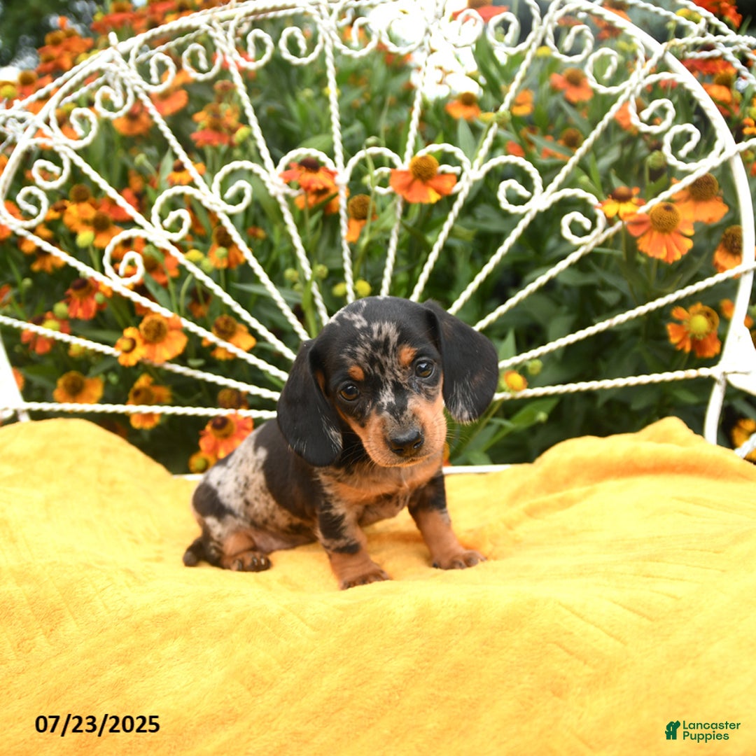Miniature Dachshund dogs for sale: Wendy - Image 1