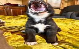 Gerberian Shepsky dogs for sale: Panda Bear - Image 8
