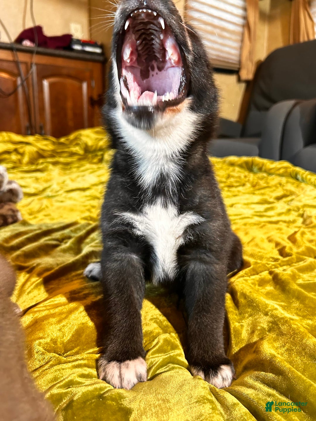 Gerberian Shepsky dogs for sale: Panda Bear - Image 8