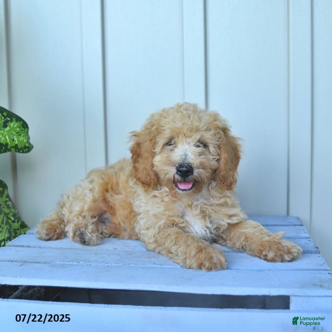 Mini Goldendoodle dogs for sale: Muppet - Image 11