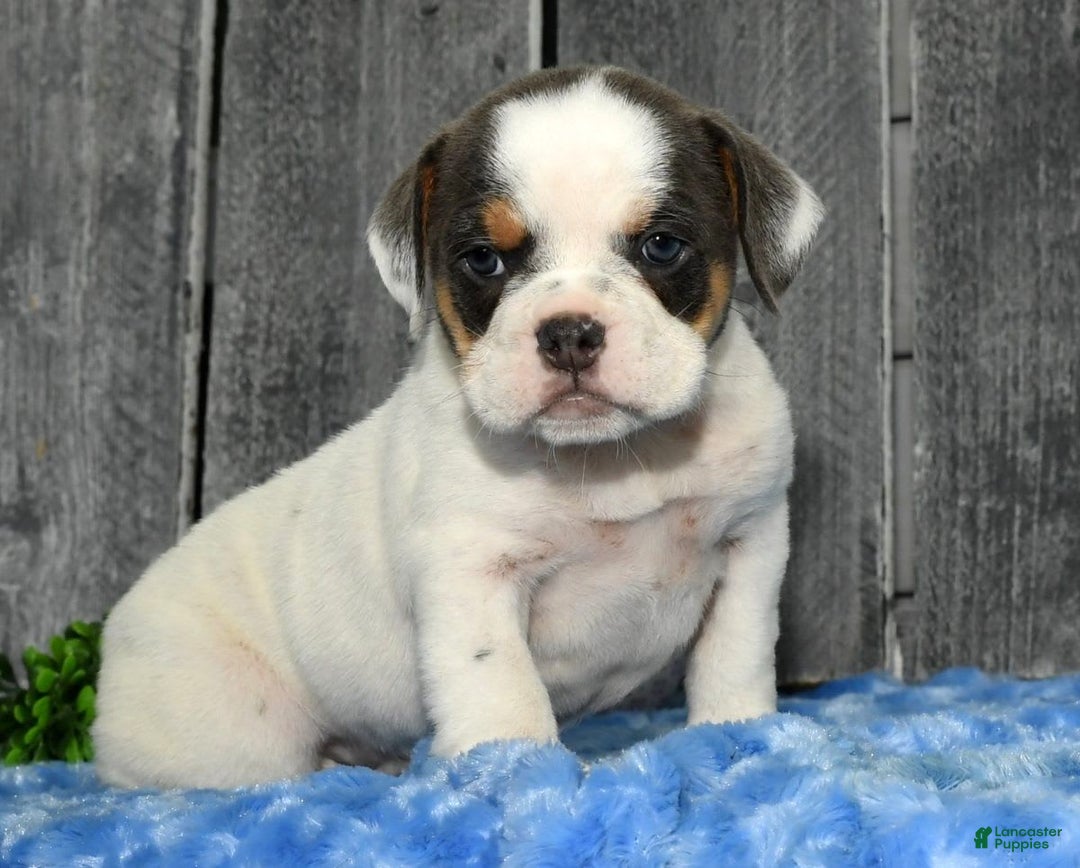 Beabull dogs for sale: Violet - Image 3