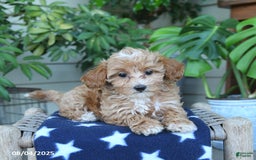 Maltipoo dogs for sale: Maltipoo 5 puppies - Image 24