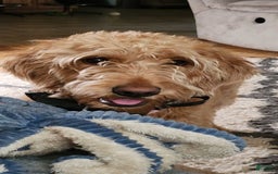 Labradoodle dogs for sale: Pistol - Image 9