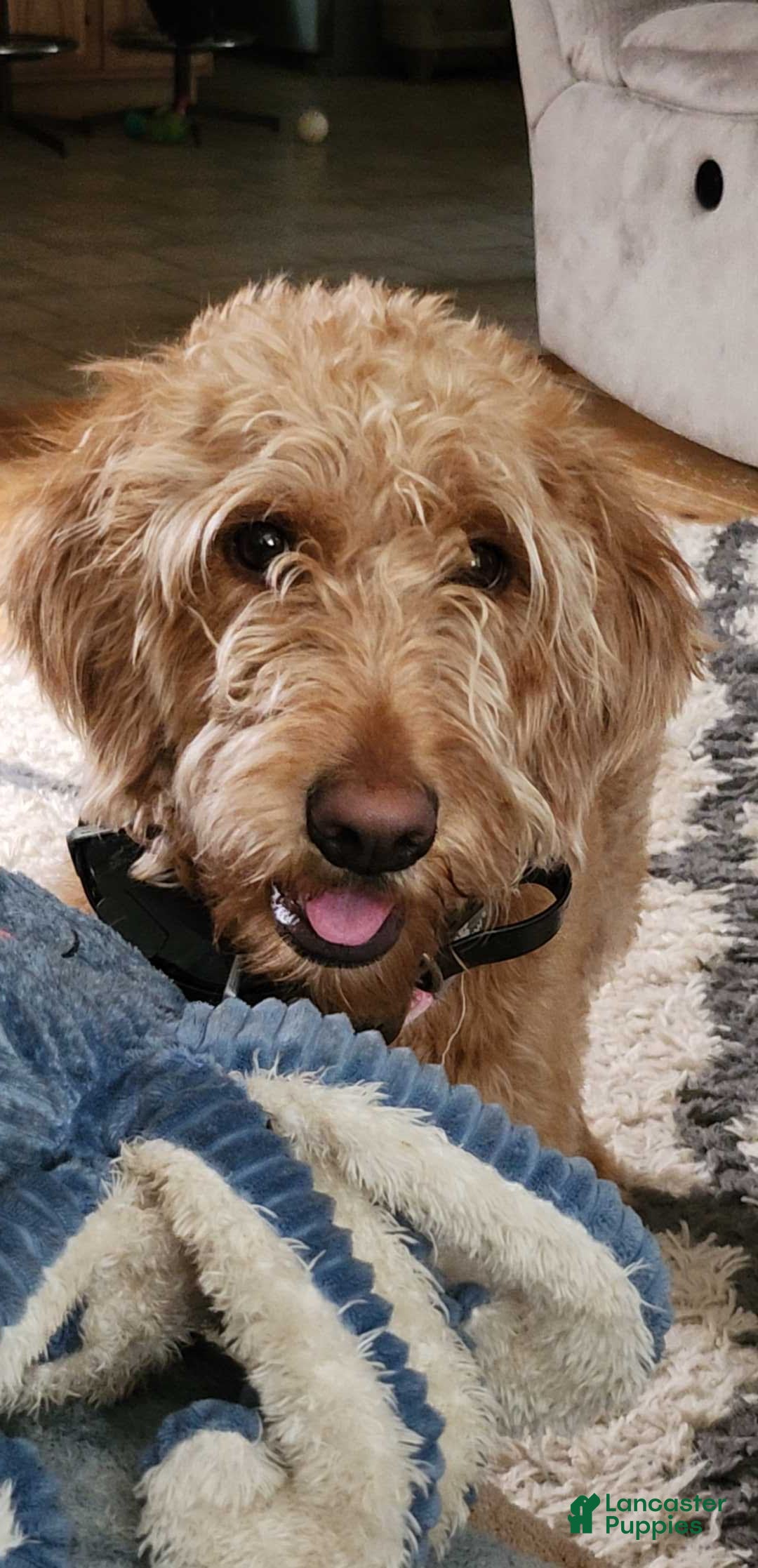 Labradoodle dogs for sale: Pistol - Image 9