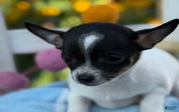 Chihuahua dogs for sale: Puddle - Image 9