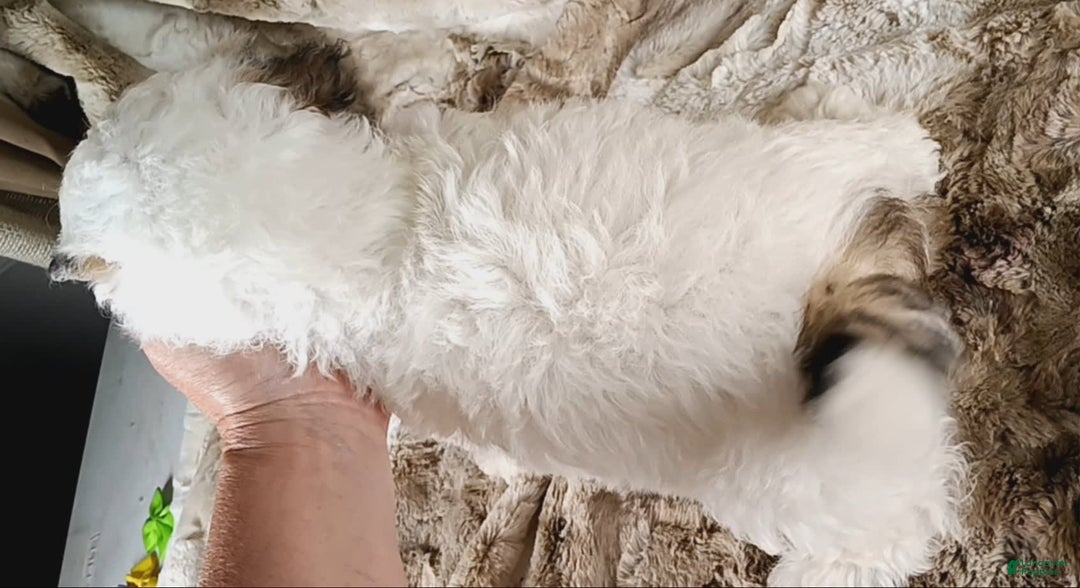 Teddy Bear dogs for sale: Terry - Image 1