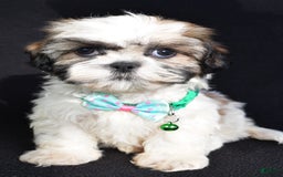 Shih Tzu dogs for sale: Theadore - Image 1
