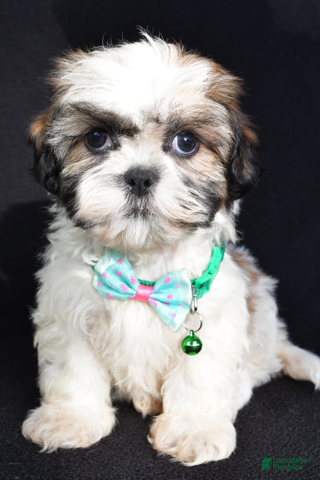 Shih Tzu dogs for sale: Theadore - Image 1