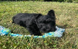 Scottish Terrier dogs for sale: Boris - Image 8