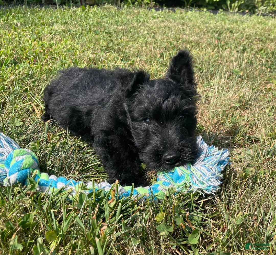 Scottish Terrier dogs for sale: Boris - Image 8