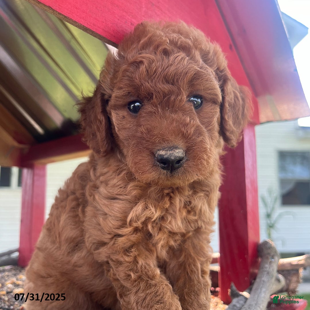 Mini Goldendoodle dogs for sale: Zala - Image 4