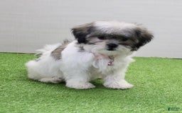 Malshi dogs for sale: Amber - Image 2