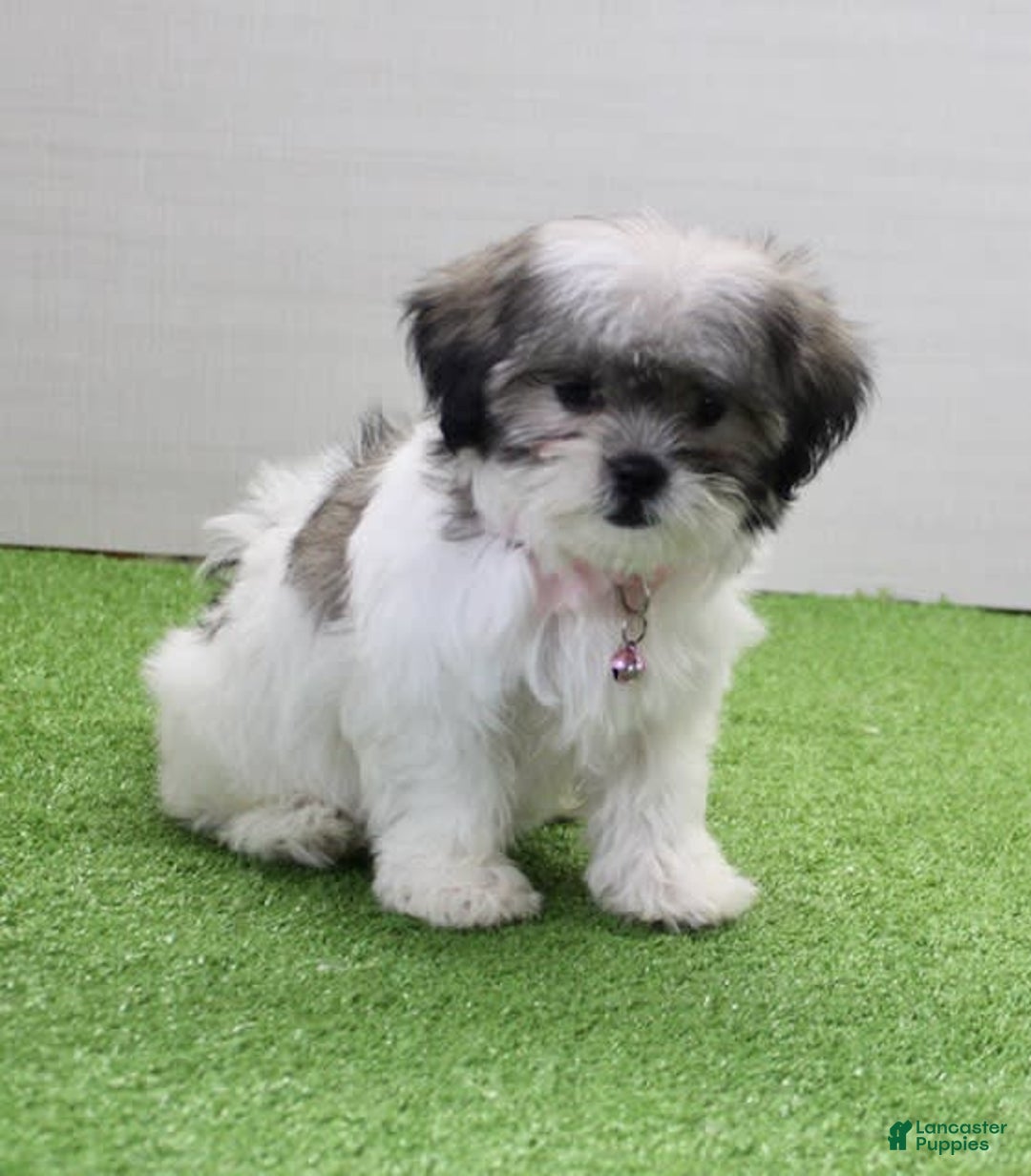 Malshi dogs for sale: Amber - Image 2