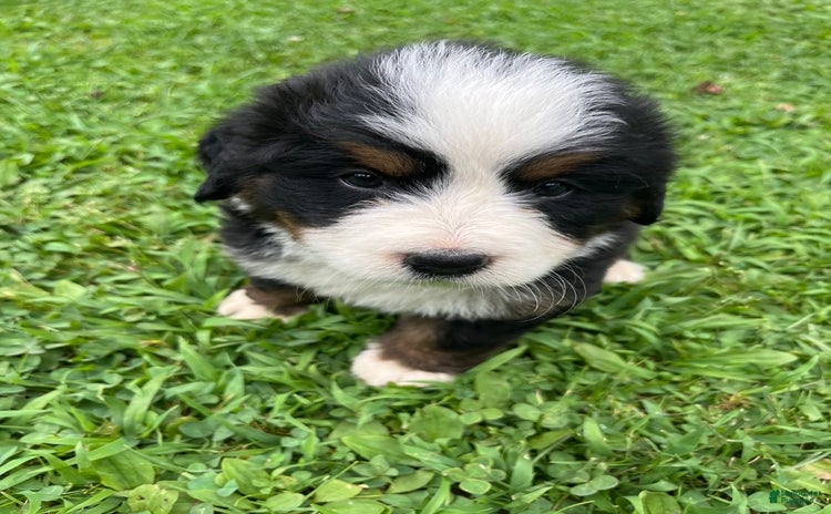 Bernese Mountain Dog dogs - Advert 12