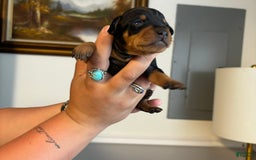 Miniature Pinscher dogs for sale: Hank - Image 2