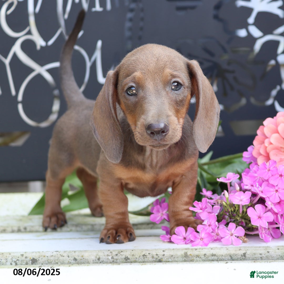 Miniature Dachshund dogs for sale: Strider - Image 1
