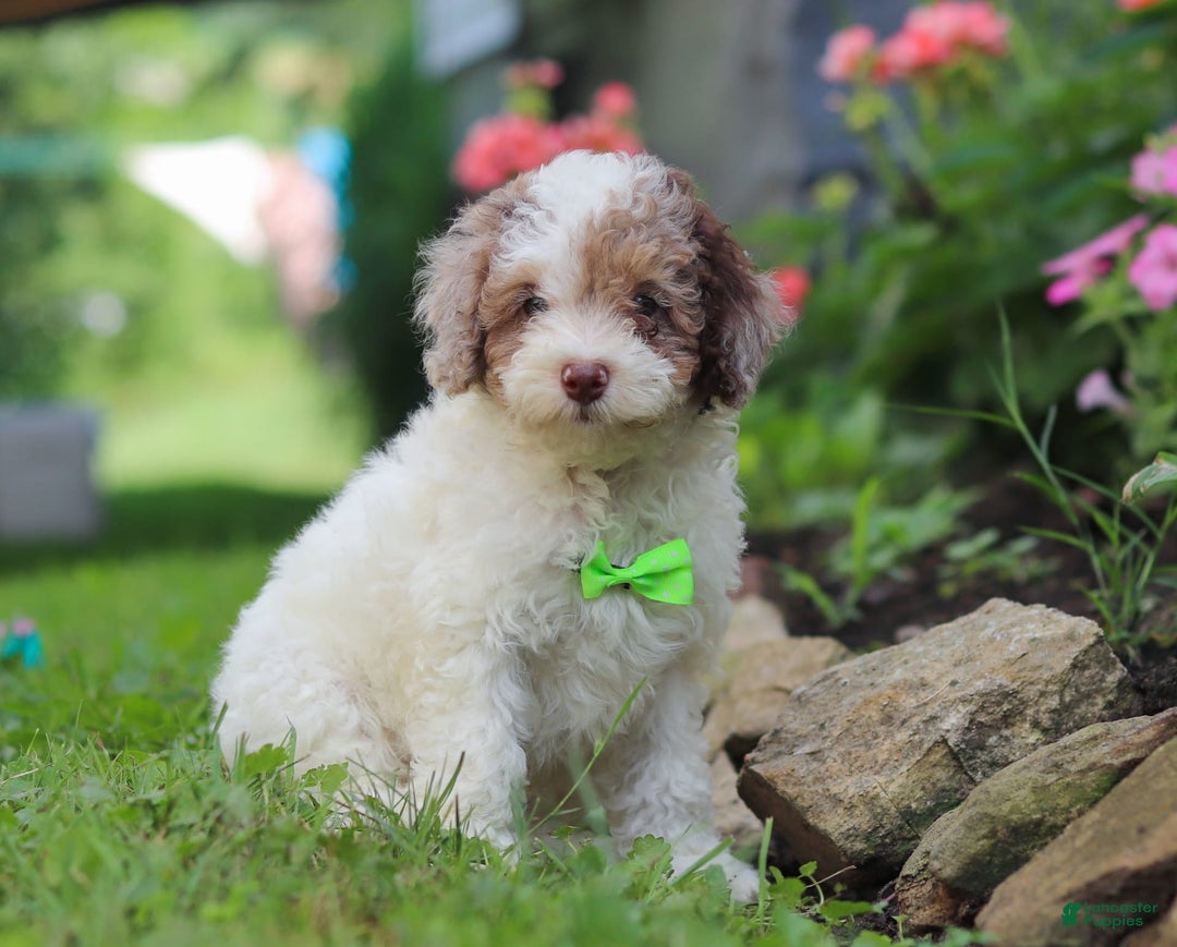Mini Aussiedoodle dogs for sale: Blaze - Image 3