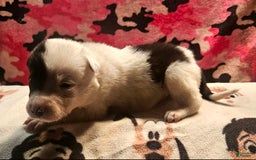 Border Collie dogs for sale: Hondo - Image 22