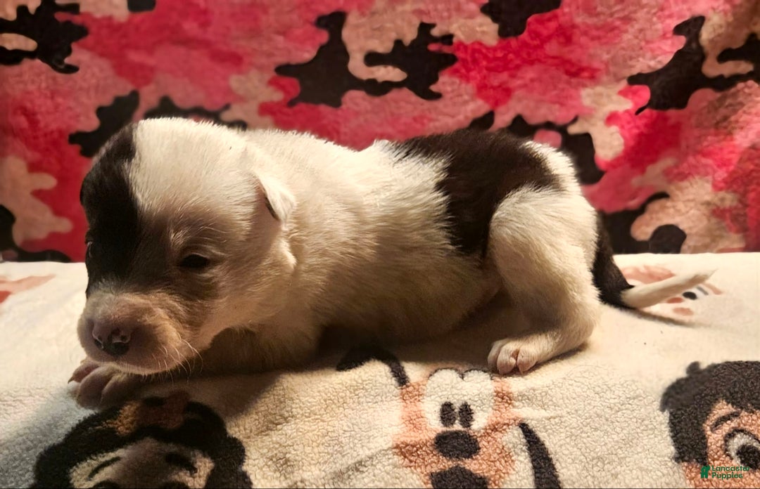 Border Collie dogs for sale: Hondo - Image 22